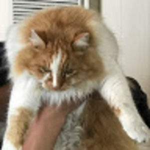 Meet your Posher, Ronimarie